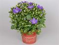 star of Bethlehem, falling stars , trailing campanula